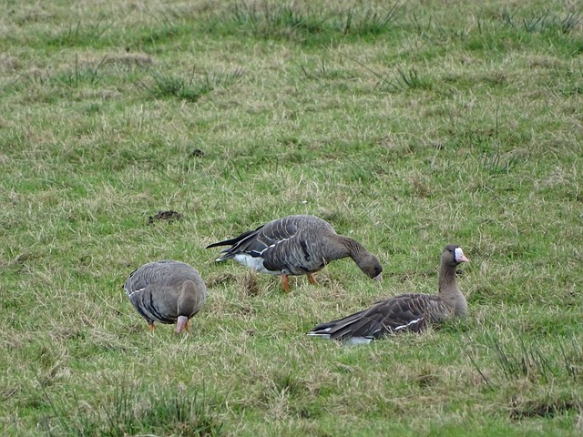 格與壓力極 格與壓力極